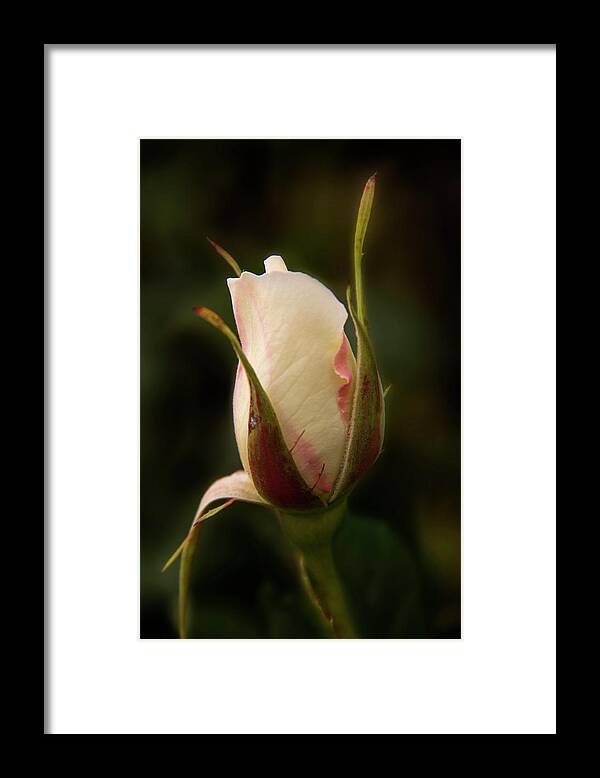 Bud Framed Print featuring the photograph Budding Beauty by Inge Riis McDonald