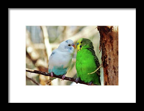 Budgie Framed Print featuring the photograph Budgie Friends by Cynthia Guinn
