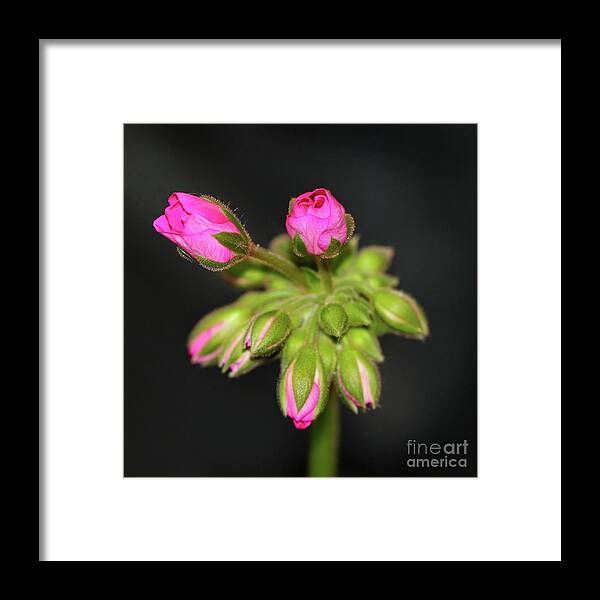 Flower Framed Print featuring the photograph Buds of Beauty by Karen Adams