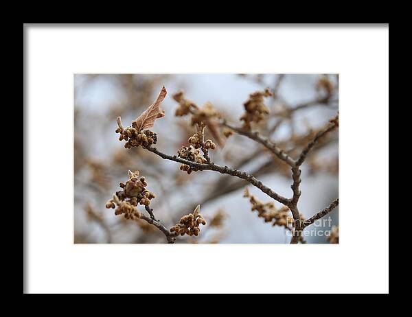 Gray Framed Print featuring the photograph Buds on Winter Branch in Brown and Gray by Carol Groenen