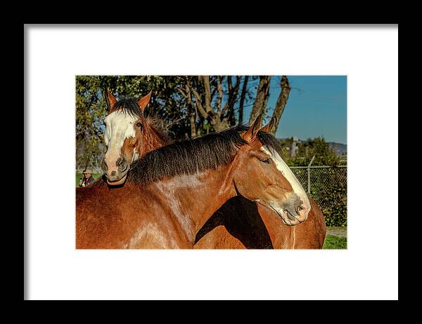 Budweiser Framed Print featuring the photograph Budweiser Clydesdales by Bill Gallagher