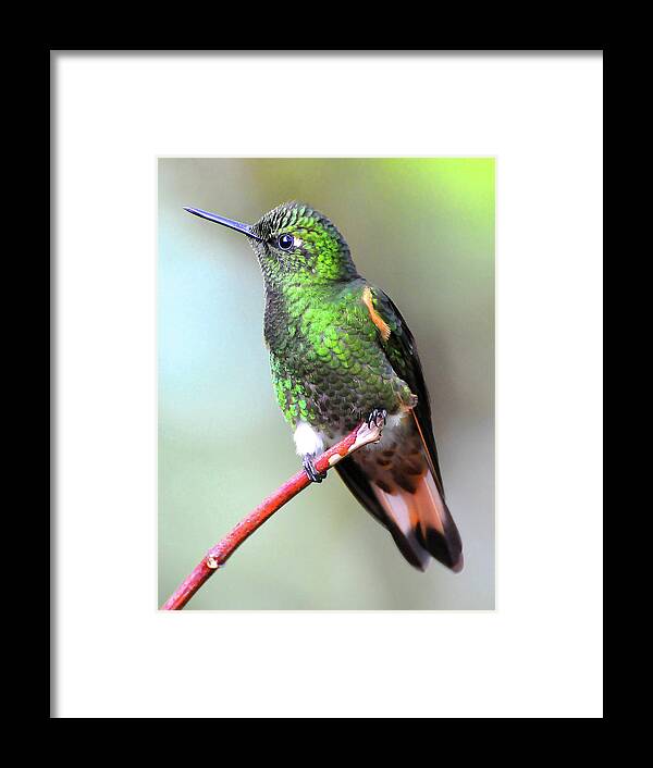 Buff Framed Print featuring the photograph Buff Hummingbird by Ted Keller
