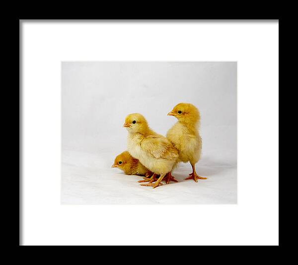 Adorable Framed Print featuring the photograph Buff Orpington Trio by Richard Reeve