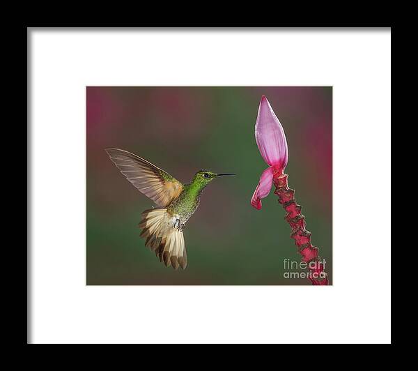 Animal Framed Print featuring the photograph Buff-tailed Coronet approaching Banana Flower by Jerry Fornarotto