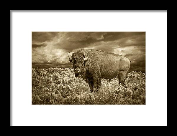 Buffalo Framed Print featuring the photograph Buffalo Bison at Yellowstone in Sepia by Randall Nyhof