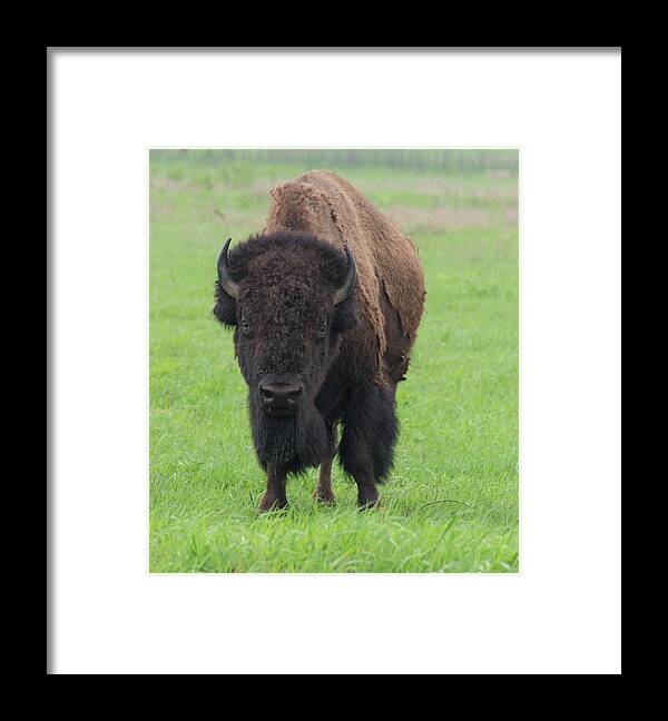Buffalo Framed Print featuring the photograph Buffalo on the Tallgrass Pairie by Bert Peake