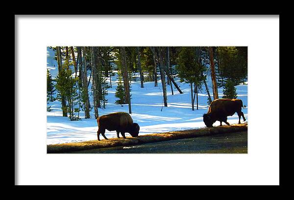 Winter Photographs Canvas Prints Framed Print featuring the photograph Buffalo Roam in Winter by C Sitton