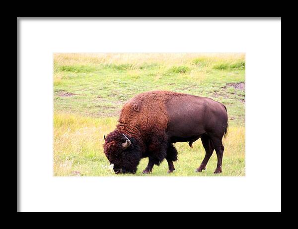 American Buffalo Framed Print featuring the photograph Buffalo Roaming by Charlene Reinauer