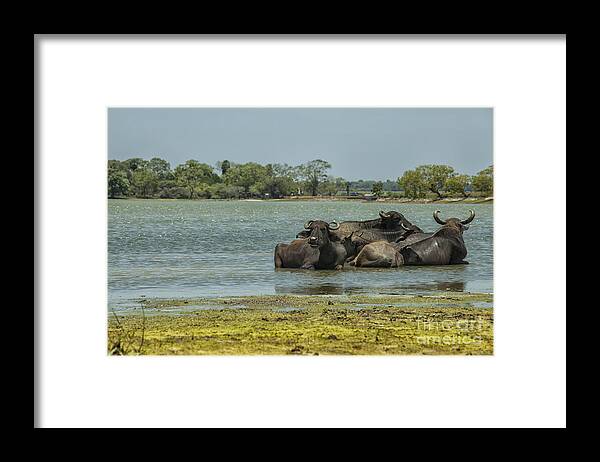 Sri Framed Print featuring the photograph Buffalo the water by Patricia Hofmeester