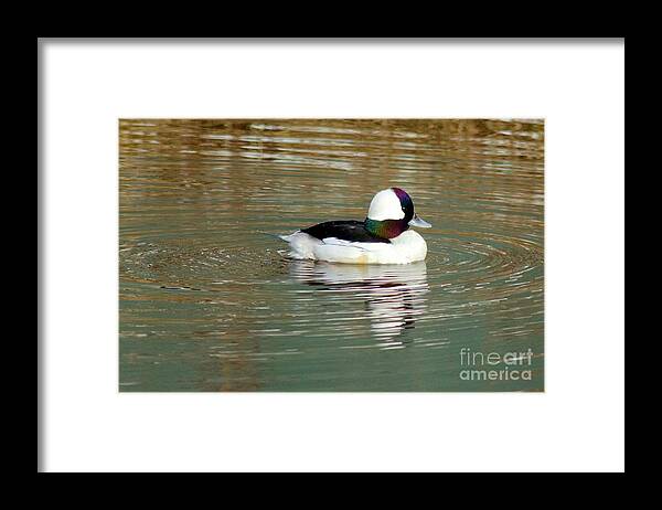Photography Framed Print featuring the photograph Bufflehead by Sean Griffin