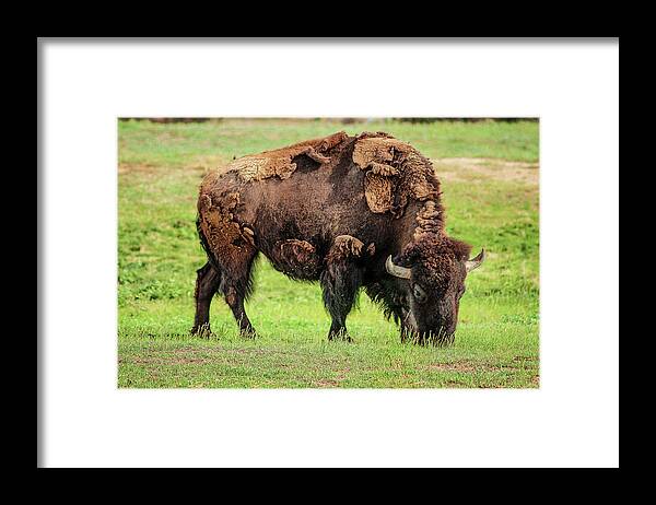Buffalo Framed Print featuring the photograph Buffler by Scott Cordell