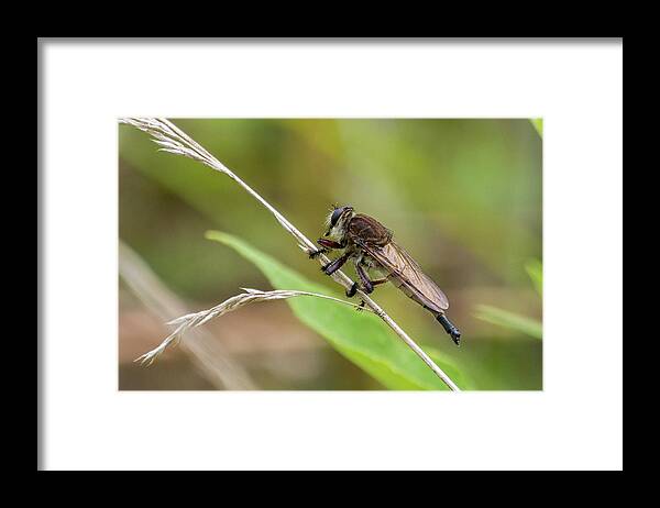 Wildlife Framed Print featuring the photograph Bug On A Stem by John Benedict