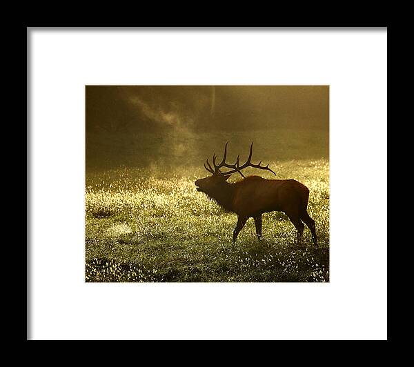 Bull Elk Framed Print featuring the photograph Bugling Elk in November Sunrise by Michael Dougherty