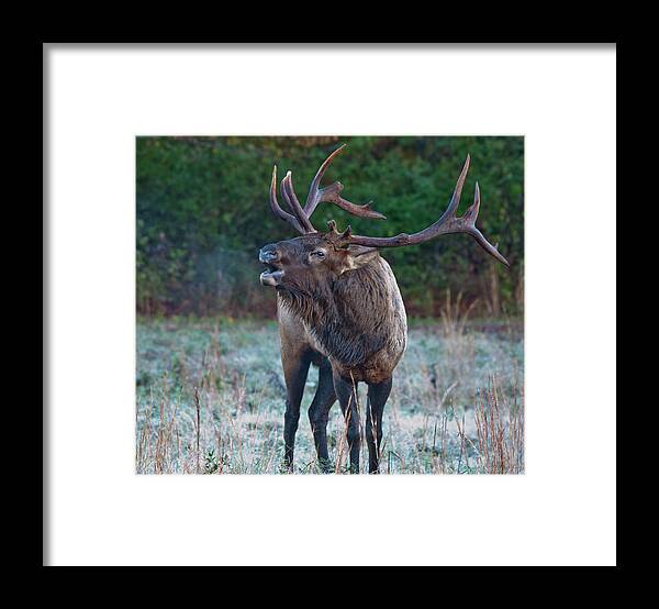 Bugling Framed Print featuring the photograph Bugling Elk by Rick Hartigan