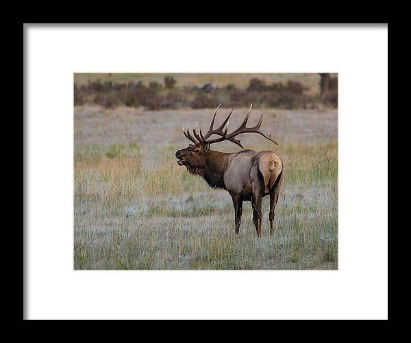 Colorado Framed Print featuring the photograph Bugling by Jody Partin