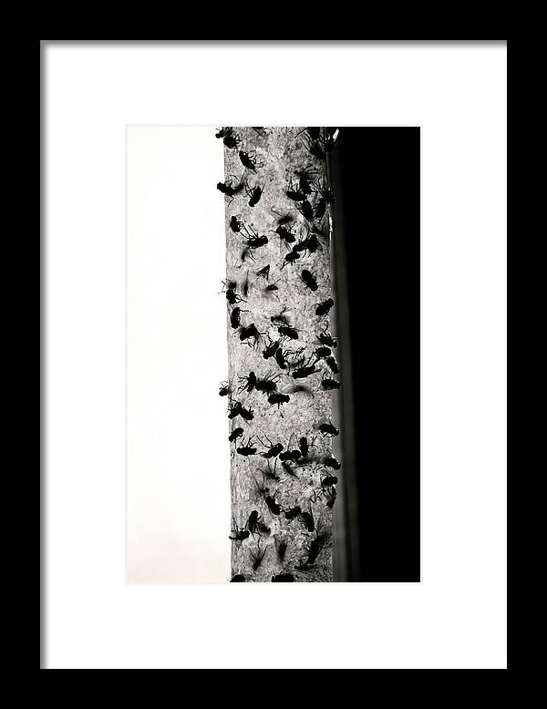 Bugs Framed Print featuring the photograph Bugs by J C