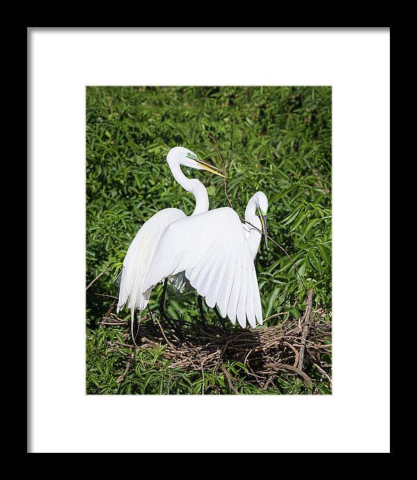 Ardea Alba Framed Print featuring the photograph Building Together by Dawn Currie