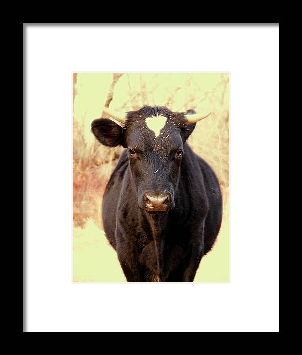 Animals Framed Print featuring the photograph Bull by Dorothy Lee