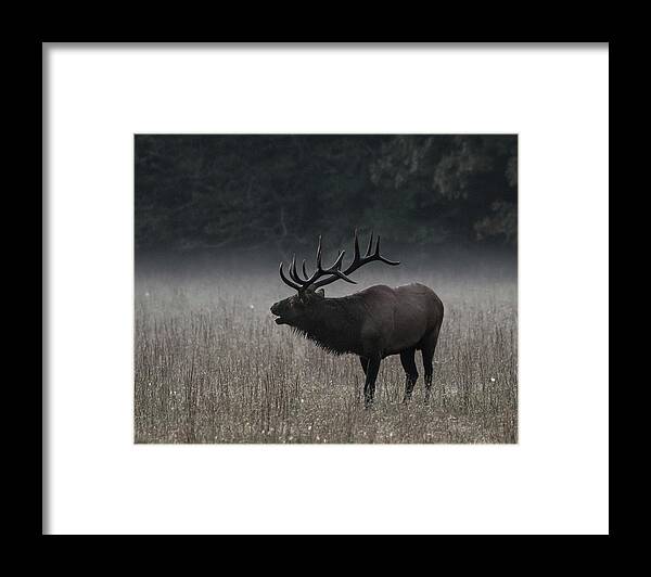 Adventure Framed Print featuring the photograph Bull Elk Bugles in Morning Fog Muted by Kelly VanDellen