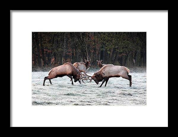Bull Fight Framed Print featuring the photograph Bull Elk Fighting in Boxley Valley by Michael Dougherty