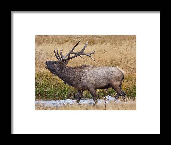 Elk Framed Print featuring the photograph Bull Elk in Yellowstone by Wesley Aston