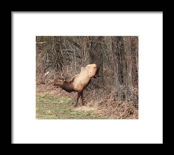 Bull Elk Framed Print featuring the photograph Bull Elk Jumping Fence by Michael Dougherty