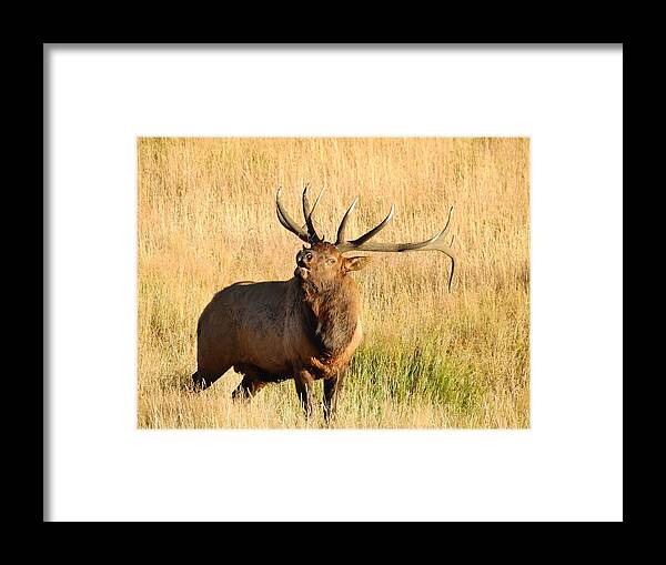 Bull Framed Print featuring the photograph Bull Elk by Nicole Belvill