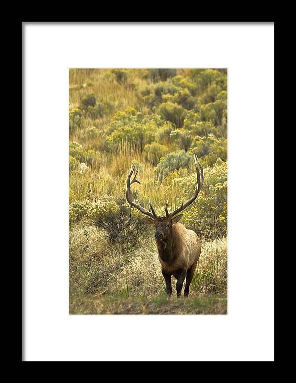Bull Elk Framed Print featuring the photograph Bull Elk by Roger Mullenhour