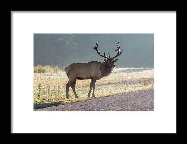 Bull Framed Print featuring the photograph Bull Elk Watching by D K Wall