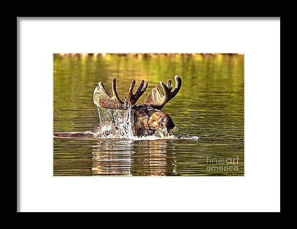 Moose Framed Print featuring the photograph Bull Moose Mouthful by Adam Jewell