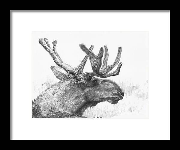 Moose Framed Print featuring the drawing Bull moose study by Meagan Visser