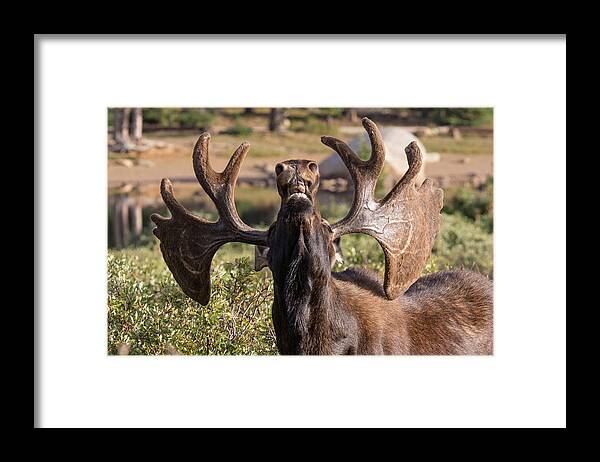 Moose Framed Print featuring the photograph Bull Moose Takes a Big Whiff by Tony Hake