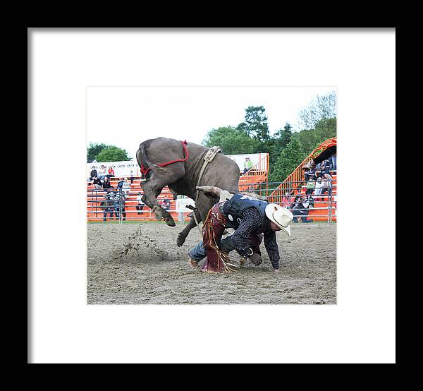 Bull Riding Framed Print featuring the photograph Bull riding action by Nick Mares