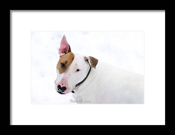 Bull Terrier Framed Print featuring the photograph Bull Terrier by Diane Giurco