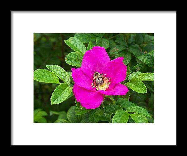 Bumble Bee On A Wild Rose Framed Print featuring the photograph Bumble Bee On A Wild Rose by Joy Nichols