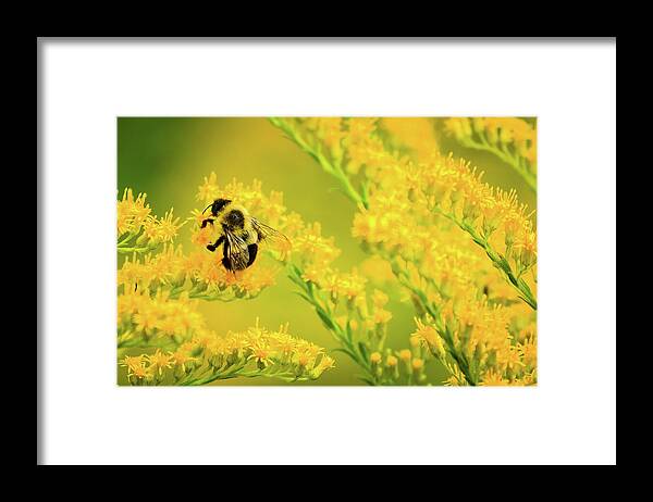 Bee Framed Print featuring the photograph Bumble Bee on Goldenrod by Joni Eskridge