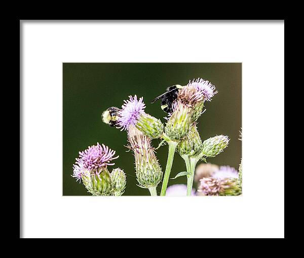 Bees Framed Print featuring the photograph Bumblebees on Thistle by Timothy Anable