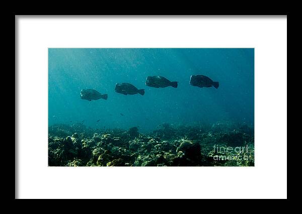 Bumphead Framed Print featuring the photograph Bumphead Parrotfish Marching Column by Dan Norton
