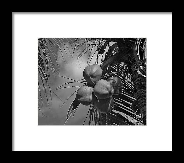 Monochrome Framed Print featuring the photograph Bunch of Coconuts by John Clark