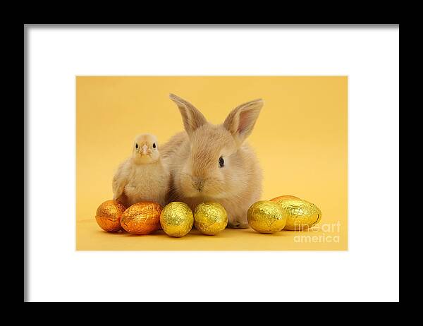 Sandy Framed Print featuring the photograph Bunny and Chick at Easter by Warren Photographic