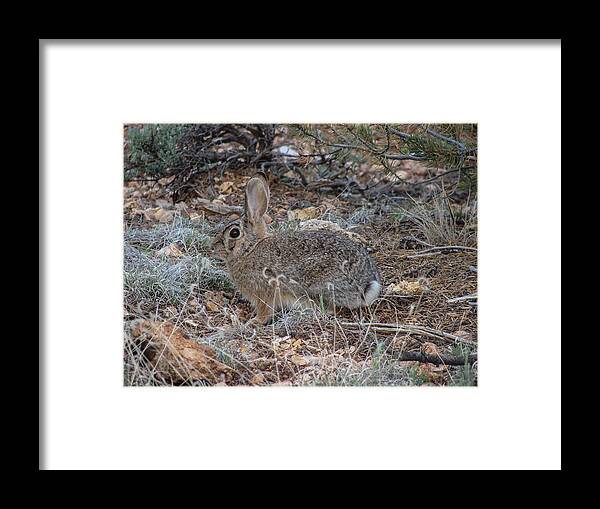Rabbit Framed Print featuring the photograph Bunny by Carl Moore