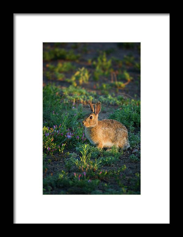 Colorado Framed Print featuring the photograph Bunny In Golden Hour Light by John De Bord