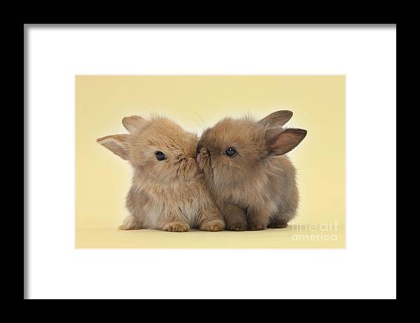 Two Framed Print featuring the photograph Bunny Kisses by Warren Photographic