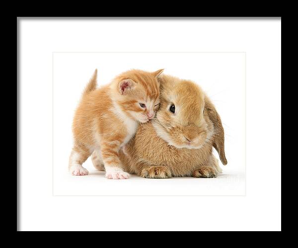 Sandy Lop Framed Print featuring the photograph Bunny Love by Warren Photographic