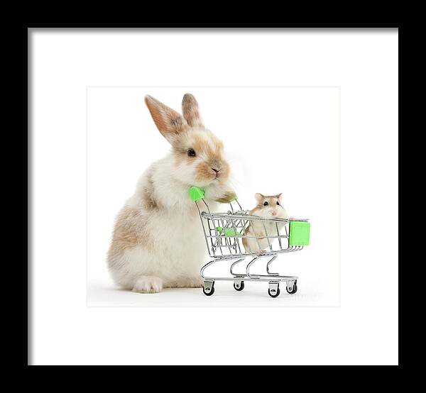 Roborovski Hamster Framed Print featuring the photograph Bunny Shopping by Warren Photographic