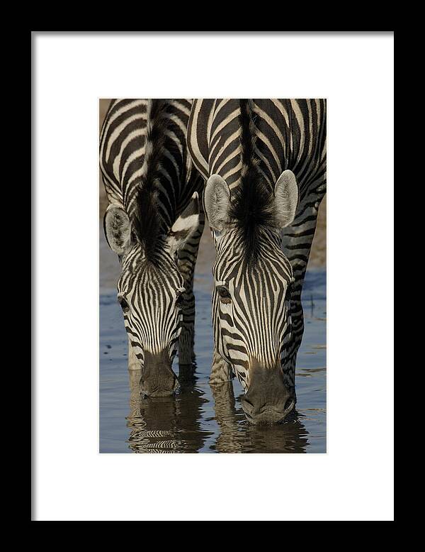 Mp Framed Print featuring the photograph Burchells Zebra Equus Burchellii Pair by Pete Oxford
