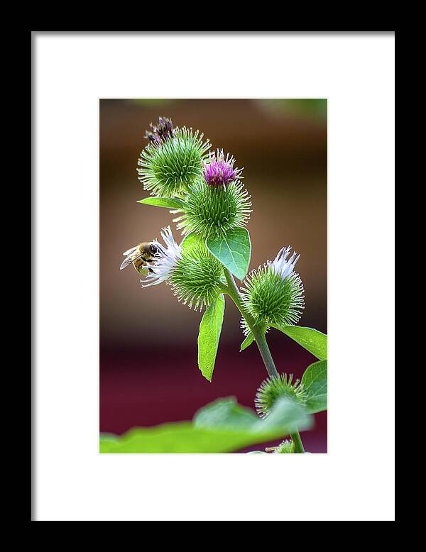 Burdock Framed Print featuring the photograph Burdock by Mike Mcquade