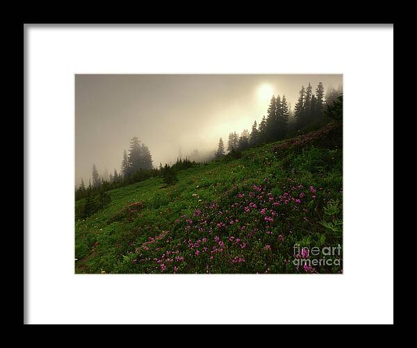 Mountain Heather Framed Print featuring the photograph Burning Through by Michael Dawson