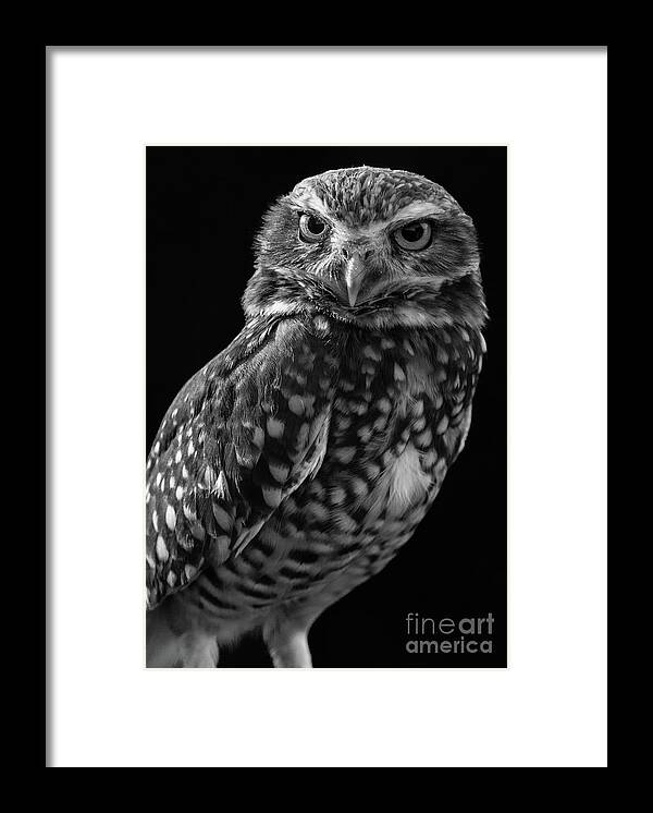 Burrowing Owl Framed Print featuring the photograph Burrowing Owl by Chris Scroggins