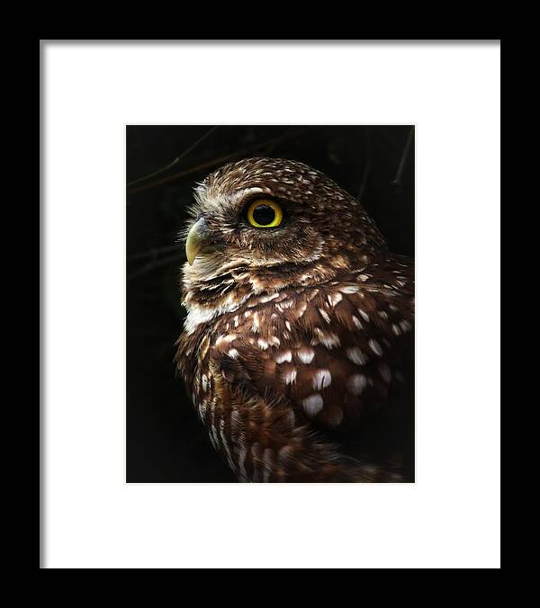 Birds Framed Print featuring the photograph Burrowing Owl Protrait by Elaine Malott